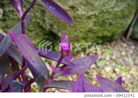 Tradescantia parida purpurea 89412541