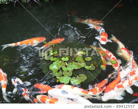 游泳鯨魚 游泳鯨魚 89412557