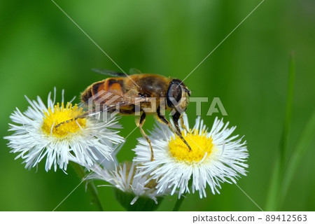 Hoverfly to suck Hoverfly to suck 89412563