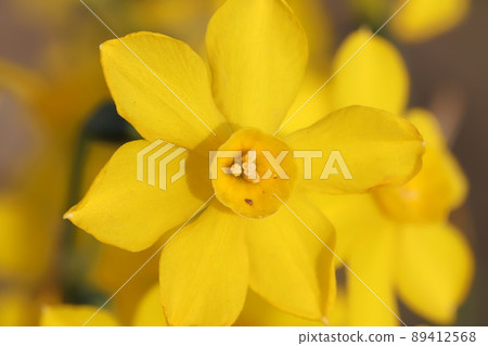 日本春季公園盛開的黃色水仙花 89412568