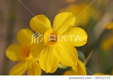 Yellow narcissus flowers blooming in spring parks in Japan 89412575