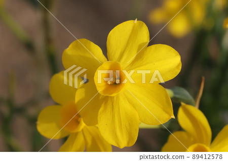 日本春季公園盛開的黃色水仙花 89412578