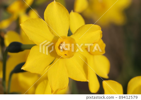 日本春季公園盛開的黃色水仙花 89412579
