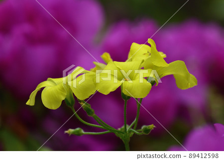 酢漿草花 89412598