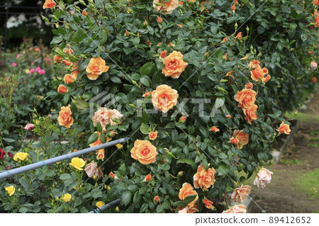 Arao City Ominous Citizen Flower Bed Rose Flower, Arao City Ominous Citizen Flower Bed Rose Flower, 89412652
