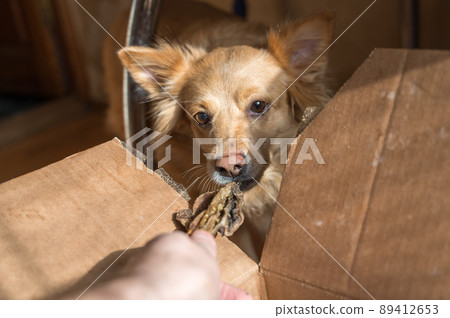 A female hand treats her pet with dried treats. A female of mixed breed. 89412653