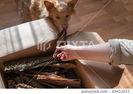 A female hand treats her pet with dried treats. A female of mixed breed. A female hand treats her pet with dried treats. A female of mixed breed. 89412655