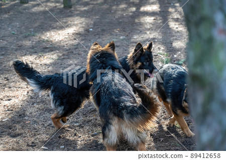 Young dogs frolic in the pine forest. Two males and a female German Shepherd playing, catching up, sniffing, running and exploring each other. Without leashes. Animal socialization. Blurred motion. Young dogs frolic in the pine forest. Two males and a female German Shepherd playing, catching up, sniffing, running and exploring each other. Without leashes. Animal socialization. Blurred motion. 89412658