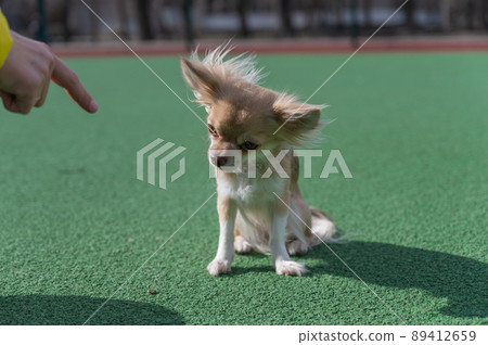 Pet obedience training. Chihuahua dog sitting on green carpet. A small piece of dried treat lies in front of her. The woman gives a forbidding command to the pet with her index finger. Outside Pet obedience training. Chihuahua dog sitting on green carpet. A small piece of dried treat lies in front of her. The woman gives a forbidding command to the pet with her index finger. Outside 89412659
