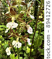 Perennial Ebine 89412726