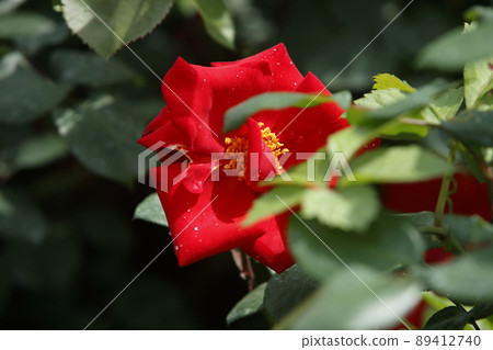 Arao City Ominous Citizen Flower Bed Rose Flower, 89412740