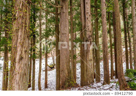 Early spring cedar forest 89412790