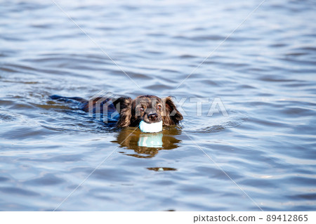 Chiwax dog swimming in the sea 89412865