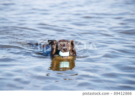 Chiwax dog swimming in the sea Chiwax dog swimming in the sea 89412866