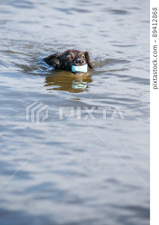 Chiwax dog swimming in the sea Chiwax dog swimming in the sea 89412868