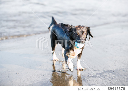 Chiwax dog playing in the sea Chiwax dog playing in the sea 89412876