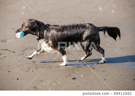 Chiwax dog playing in the sea 89412882