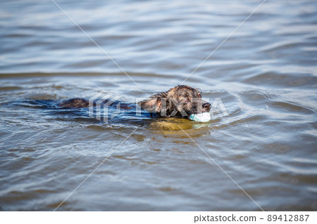 Chiwax dog swimming in the sea 89412887