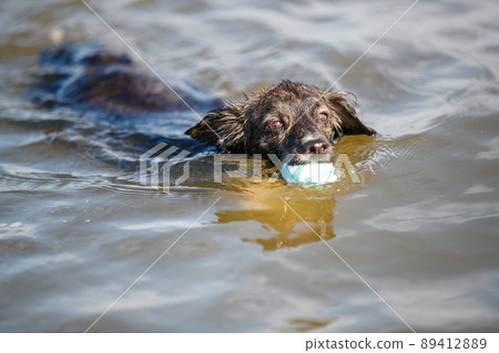 Chiwax dog swimming in the sea Chiwax dog swimming in the sea 89412889