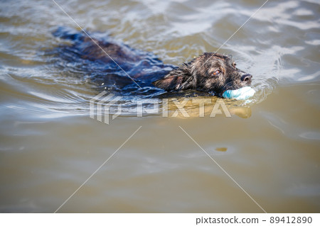 Chiwax dog swimming in the sea Chiwax dog swimming in the sea 89412890