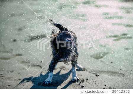 A dog swaying on a wet body 89412892