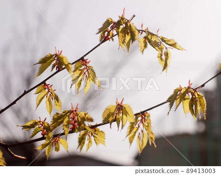 Zelkova in the park in the morning sun (young leaves of zelkova that are transparent to the sun) Zelkova in the park in the morning sun (young leaves of zelkova that are transparent to the sun) 89413003