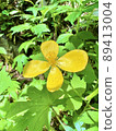 Perennial Yamabukisou 89413004