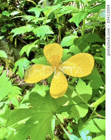 Perennial Yamabukisou 89413004