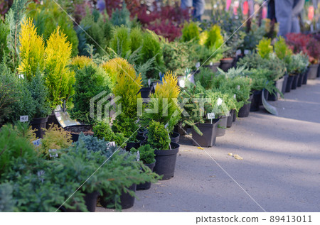 A variety of evergreen shrubs and trees at the farmer's market. A variety of evergreen shrubs and trees at the farmer's market. 89413011