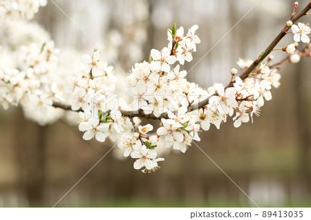 white cherry tree blossom at springtime white cherry tree blossom at springtime 89413035