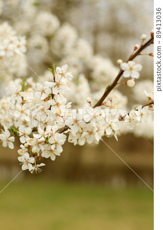 white cherry tree blossom at springtime white cherry tree blossom at springtime 89413036