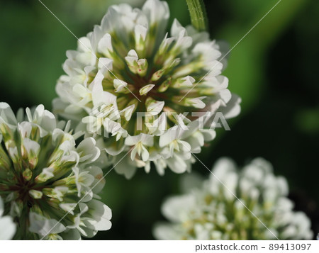 Macro shooting of white clover Macro shooting of white clover 89413097