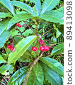 Red fruit plant Manryo 89413098