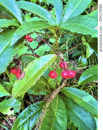 Red fruit plant Manryo Red fruit plant Manryo 89413098