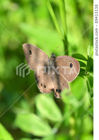 Ypthima argus 展開翅膀並停止 Ypthima argus 展開翅膀並停止 89413138