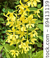 Orchidaceae plant Calanthe discolor 89413139