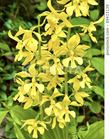 蘭科植物 Calanthe discolor 蘭科植物 Calanthe discolor 89413139
