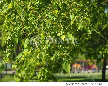 Many zelkova aphids on zelkova leaves (zelkova aphid gall) Many zelkova aphids on zelkova leaves (zelkova aphid gall) 89413265