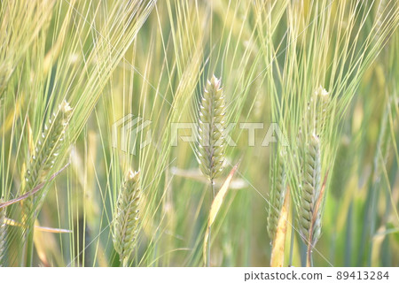 Wheat wheat field, wheat ears Wheat wheat field, wheat ears 89413284