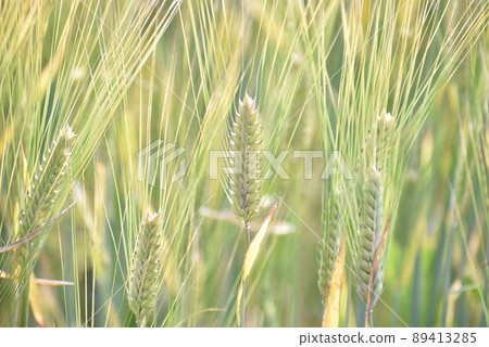 Wheat wheat field, wheat ears 89413285
