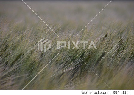 Wheat wheat field, wheat ears Wheat wheat field, wheat ears 89413301