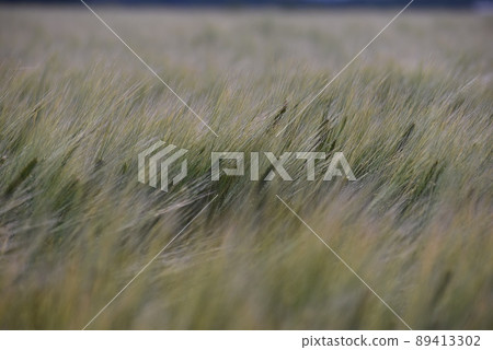 Wheat wheat field, wheat ears Wheat wheat field, wheat ears 89413302