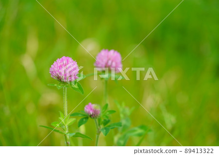 Spring wildflower, red clover Spring wildflower, red clover 89413322