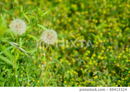 Dandelion's fluff Dandelion's fluff 89413324