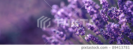 Banner with lavender flower field at sunset rays Banner with lavender flower field at sunset rays 89413781