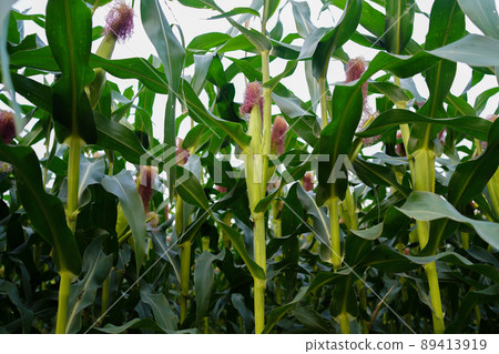 Corn field close up. Selective focus.Green Maize Corn Field Plantation in Summer Agricultural Season. 89413919