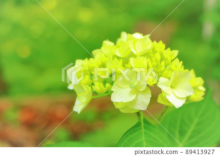 Fresh green and pretty hydrangea flowers 89413927