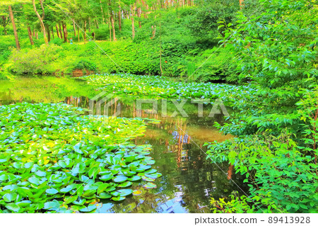 Fresh green katakuri pond Fresh green katakuri pond 89413928