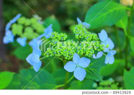 鮮綠清爽的藍山繡球花 鮮綠清爽的藍山繡球花 89413929