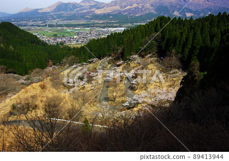 Aso's Kujukumagari Takamori Nature Park cherry blossom trees Aso's Kujukumagari Takamori Nature Park cherry blossom trees 89413944